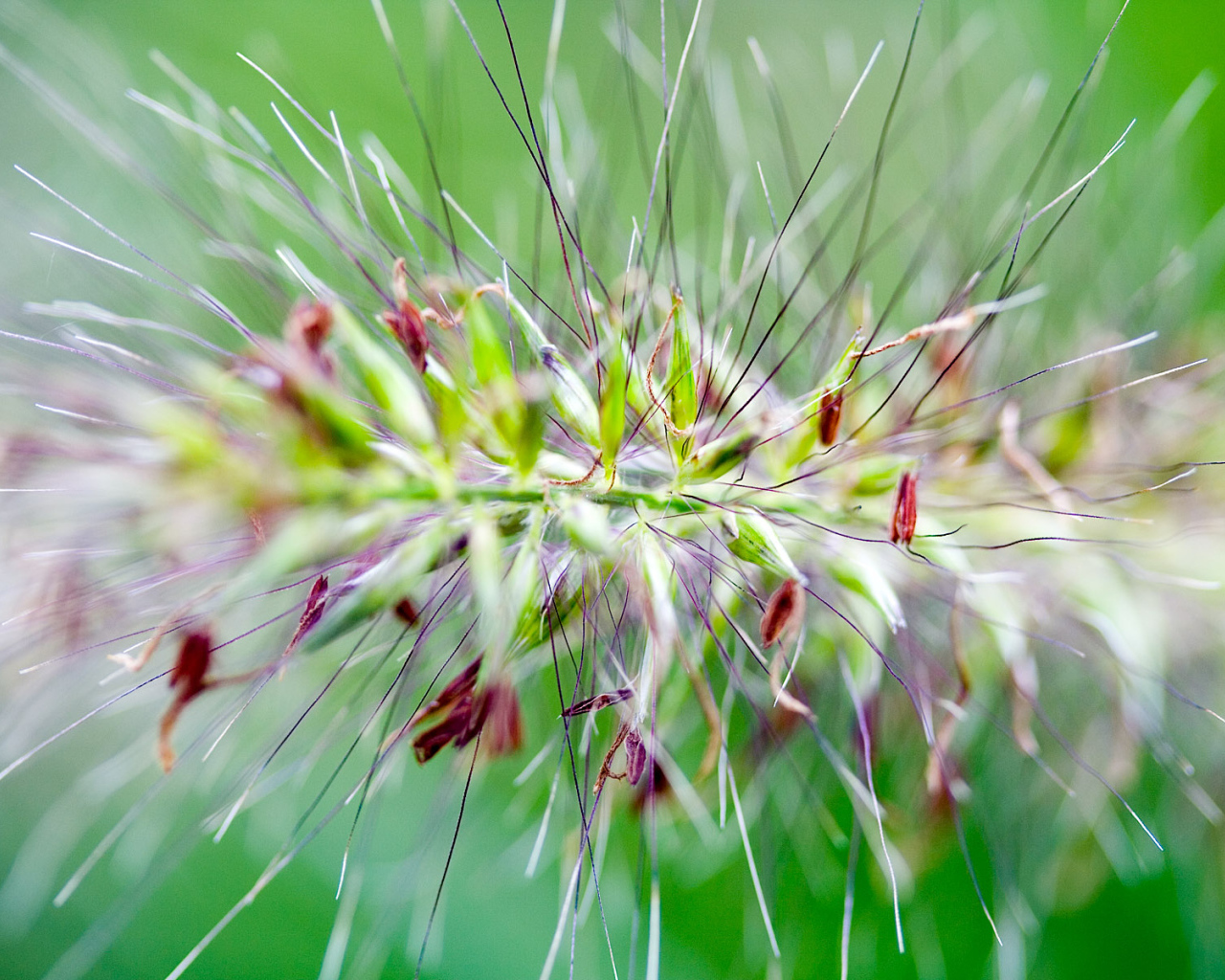 Цветок с шипами