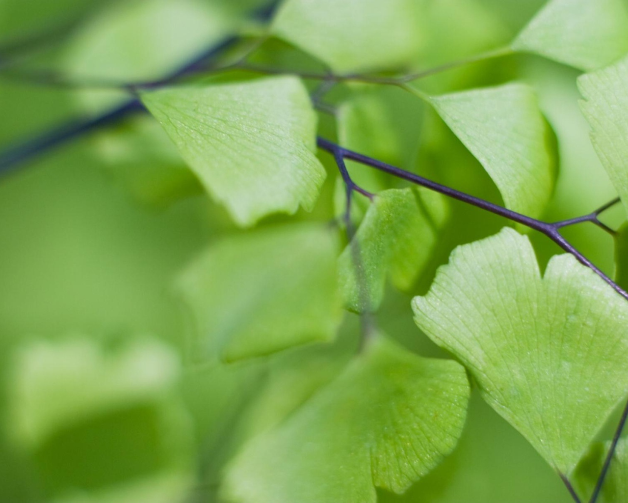 Призрачные листья