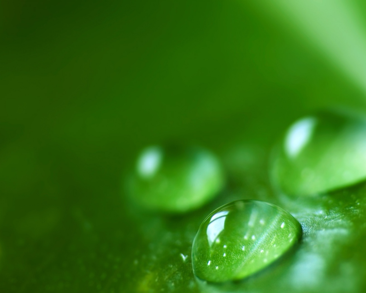 Зеленая роса