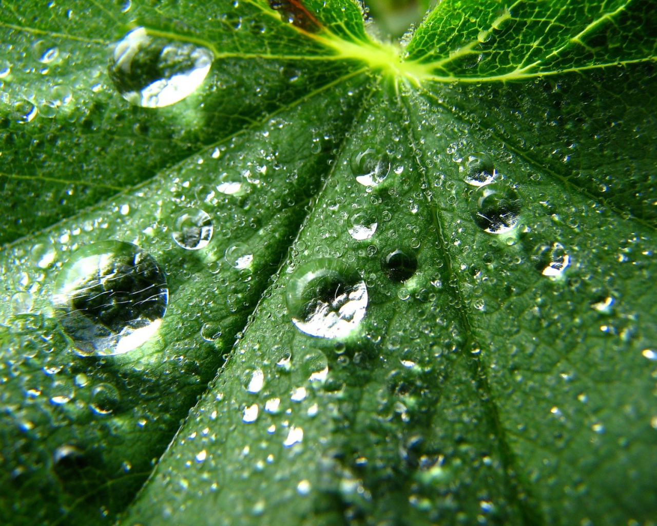 Зеленые капли