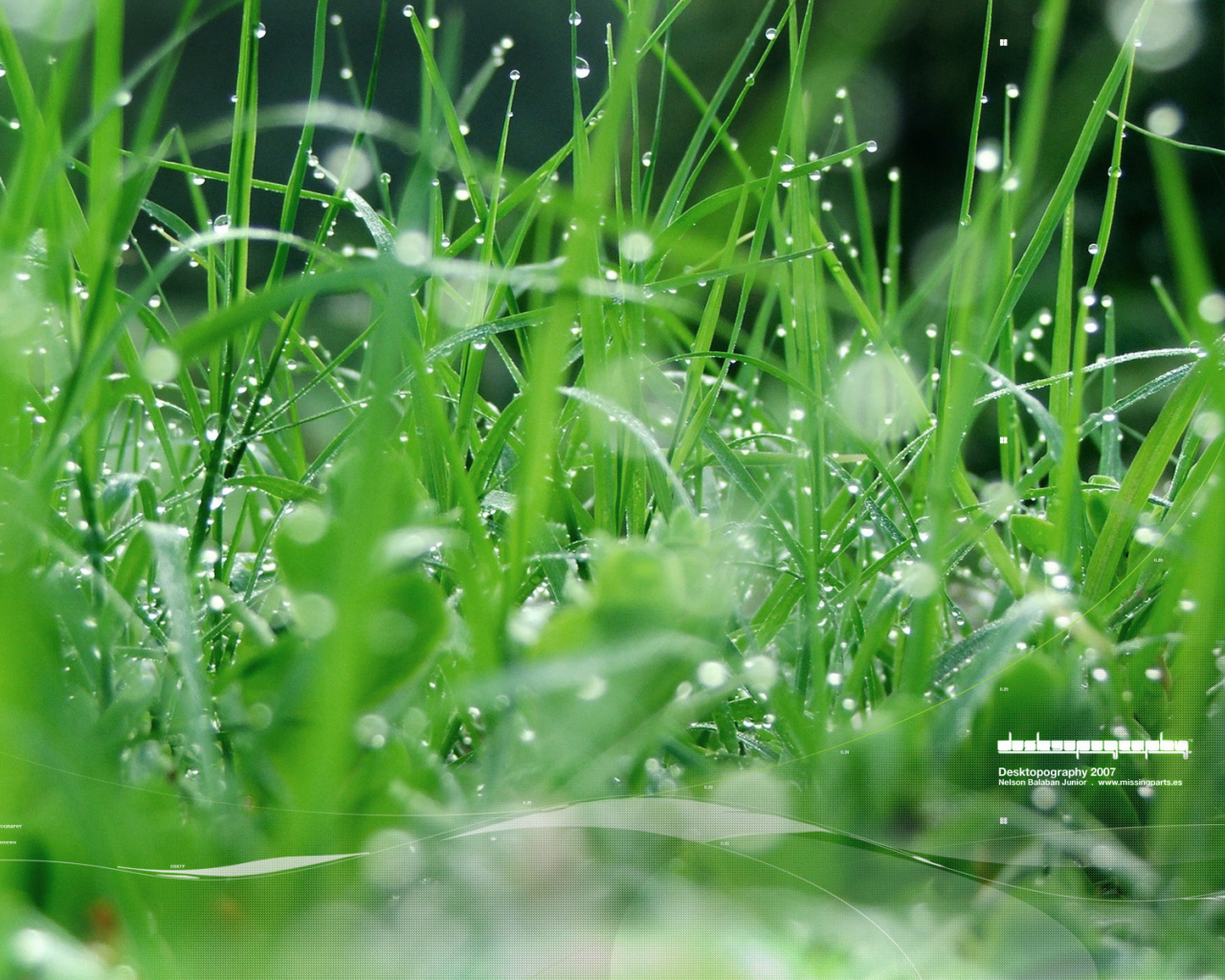 Зеленая травка