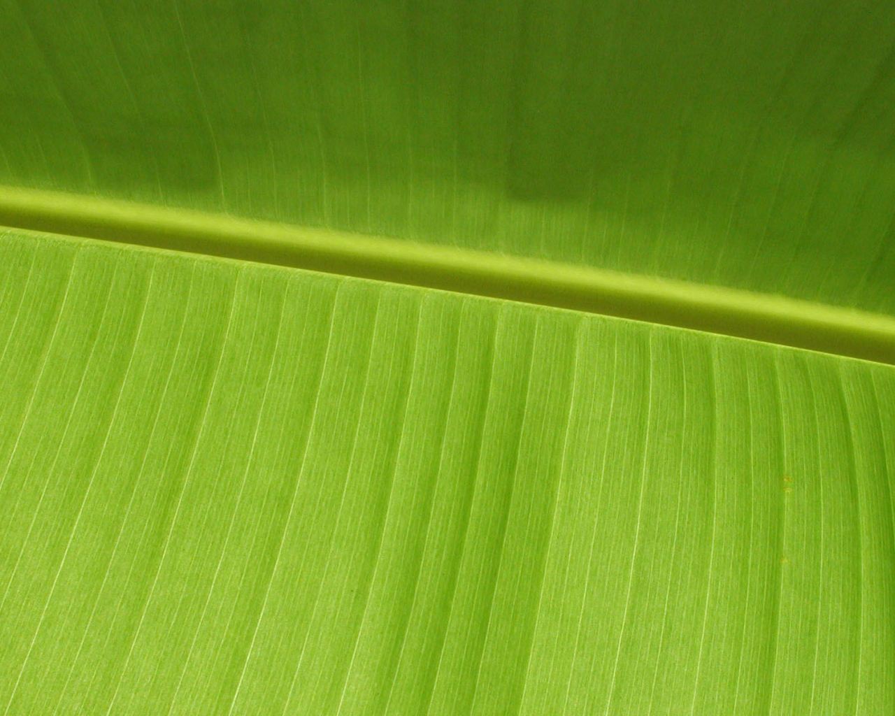 Зеленый листочек