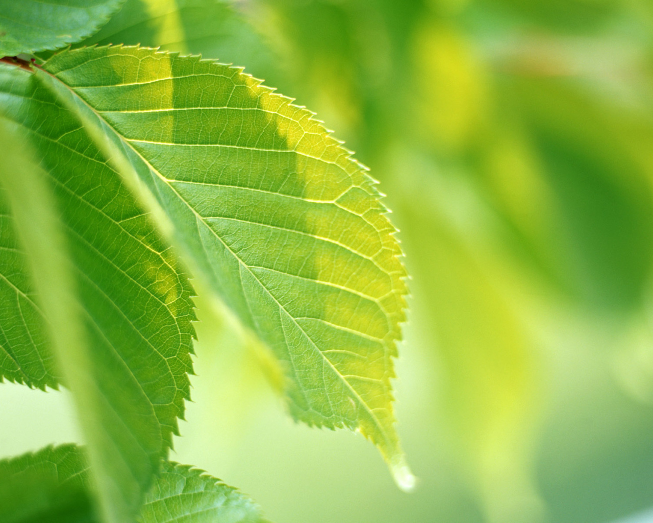 Зеленая жизнь