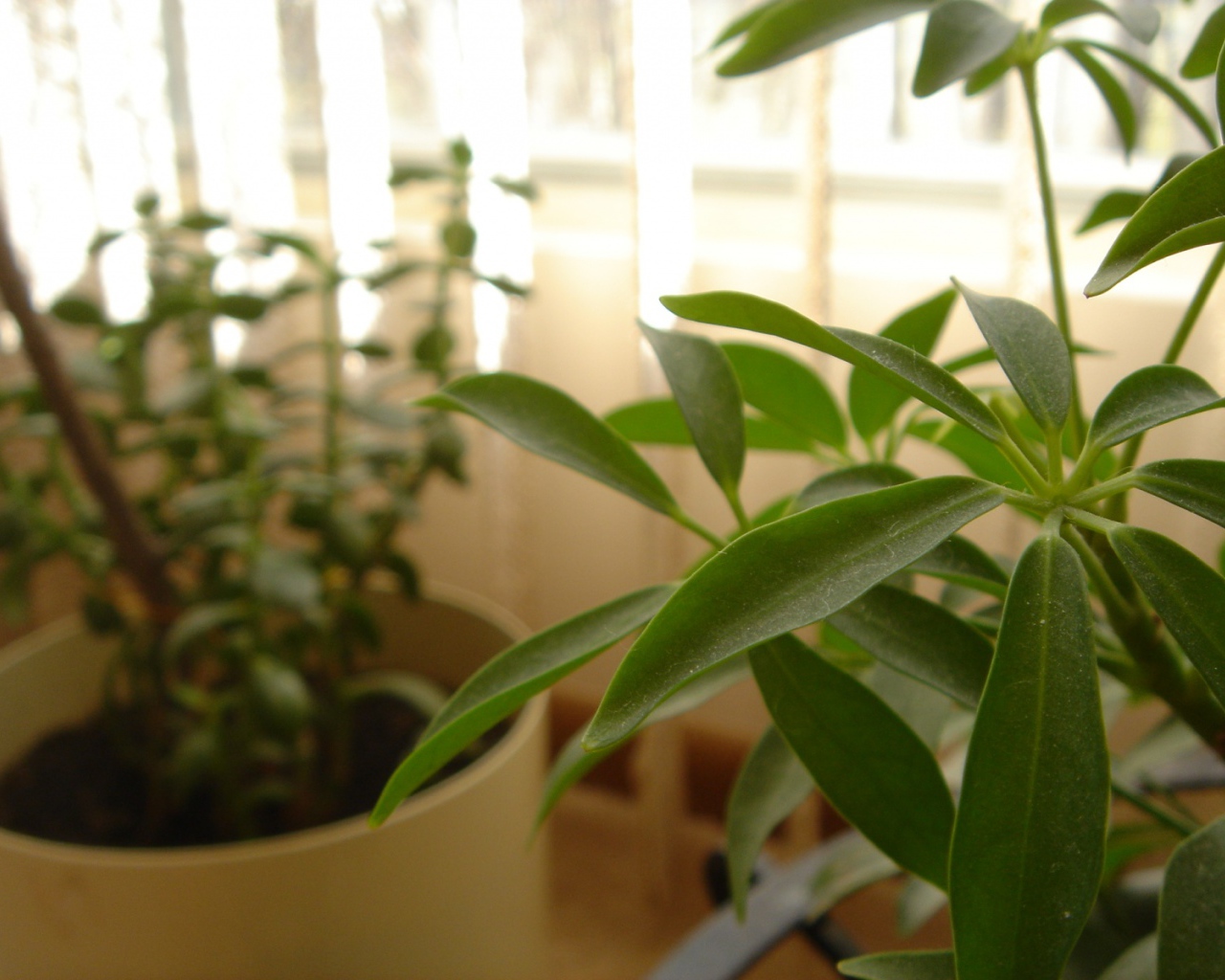 Зеленое растение