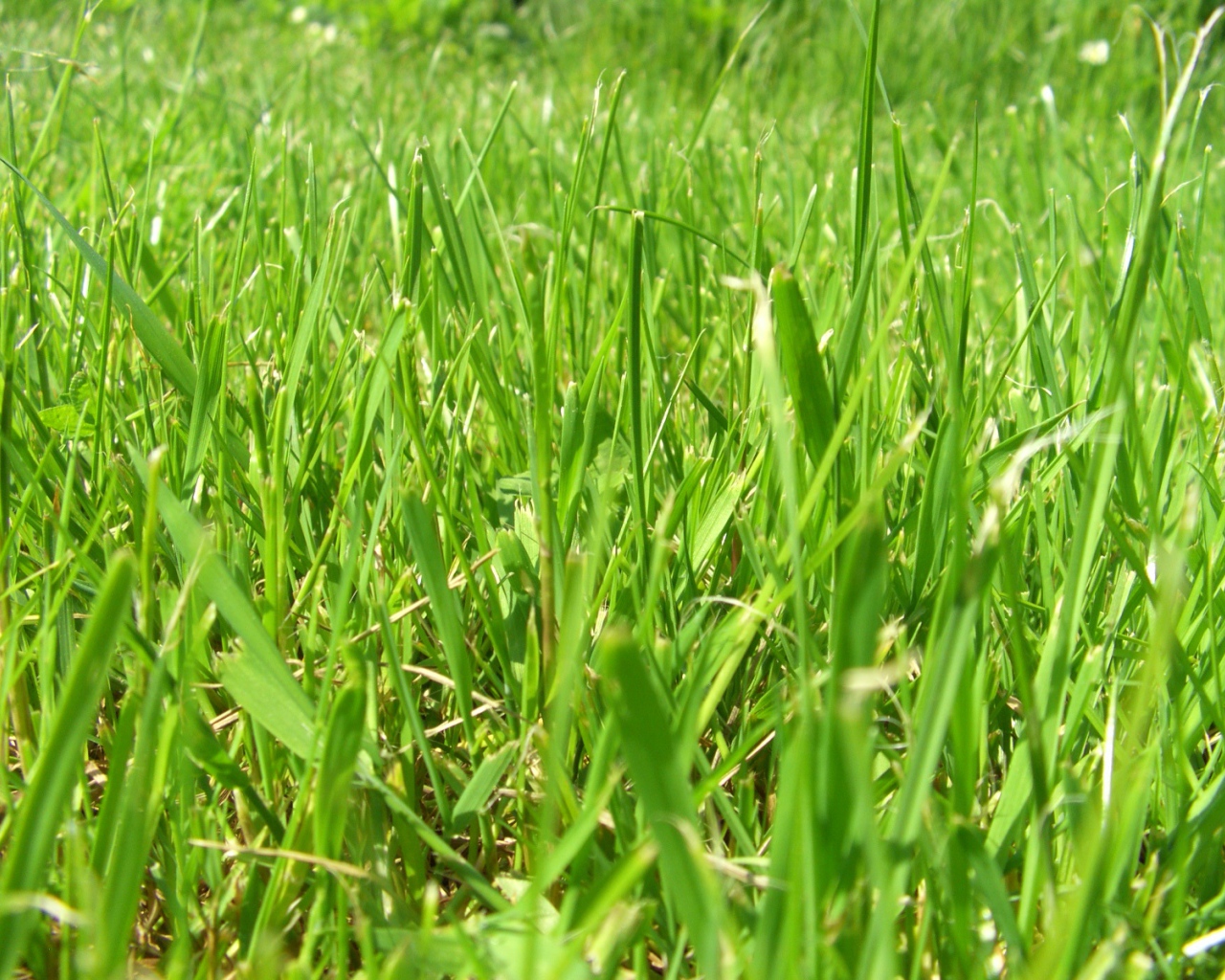 Зеленое лето