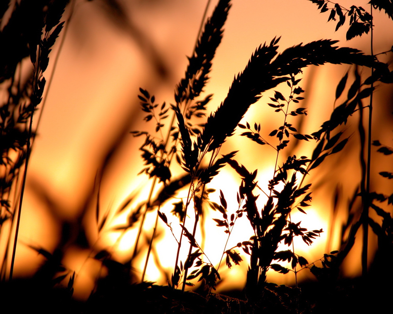 Сено в свете заката