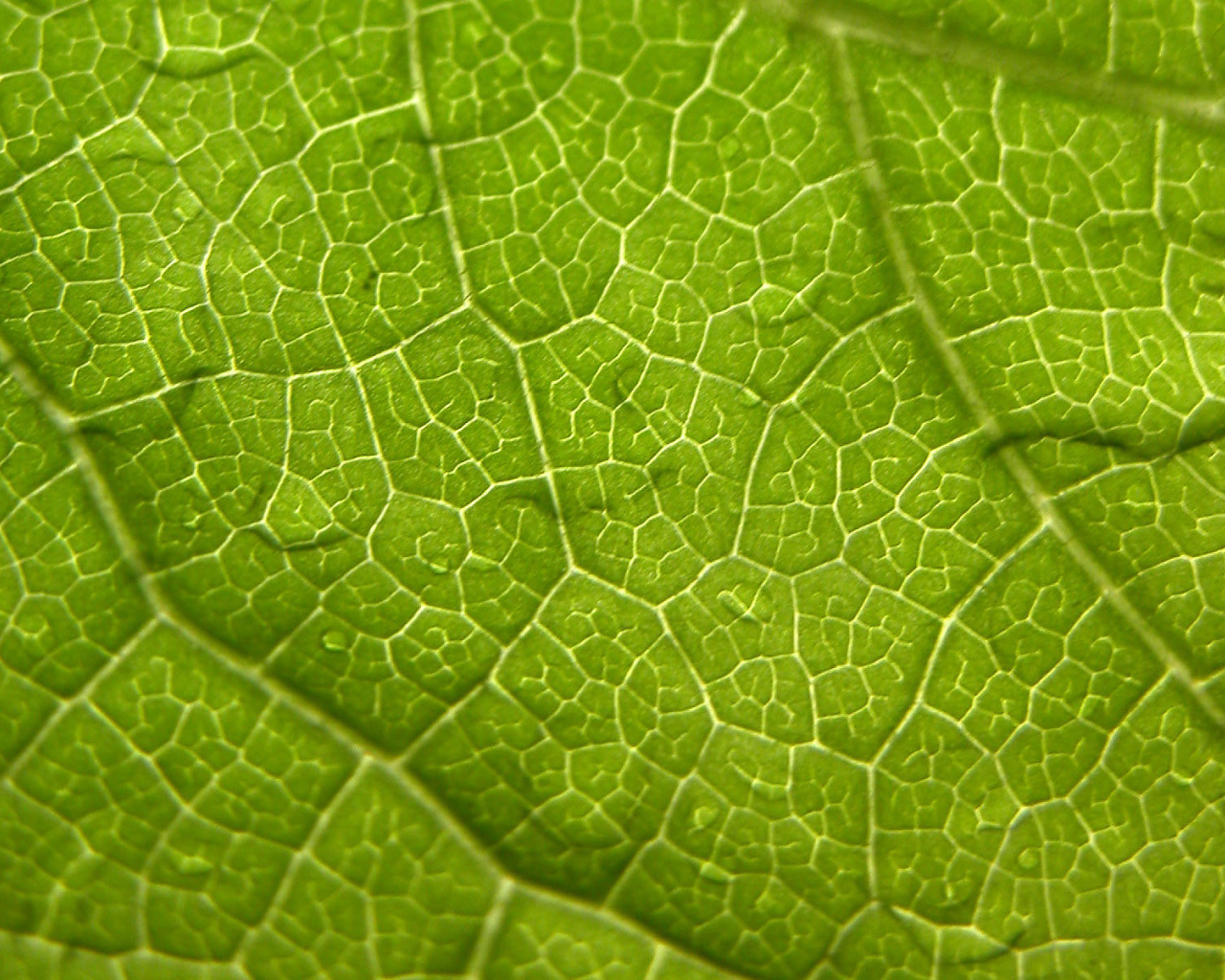 Волны листа