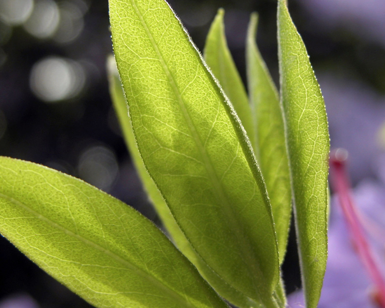 Листья в свете