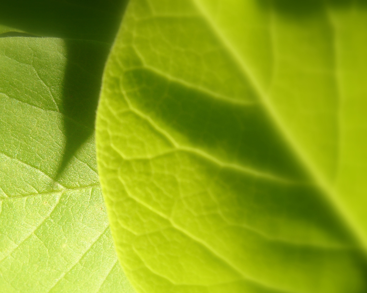 Светло-зеленый листик