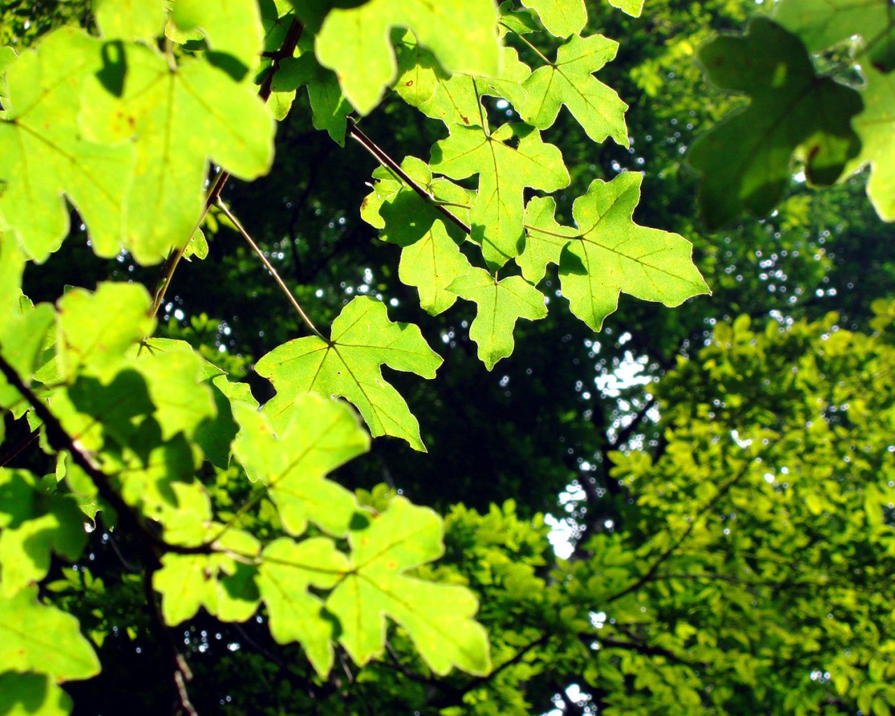 Светло-зеленые листья