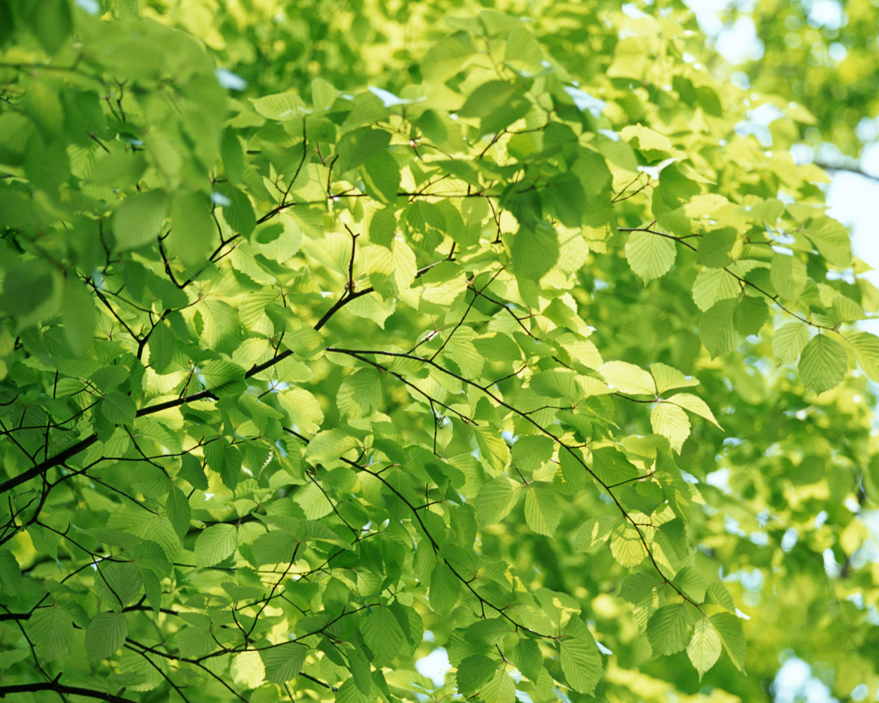 Естественный зеленый цвет природы