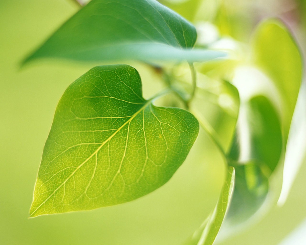 Новый зеленый лист