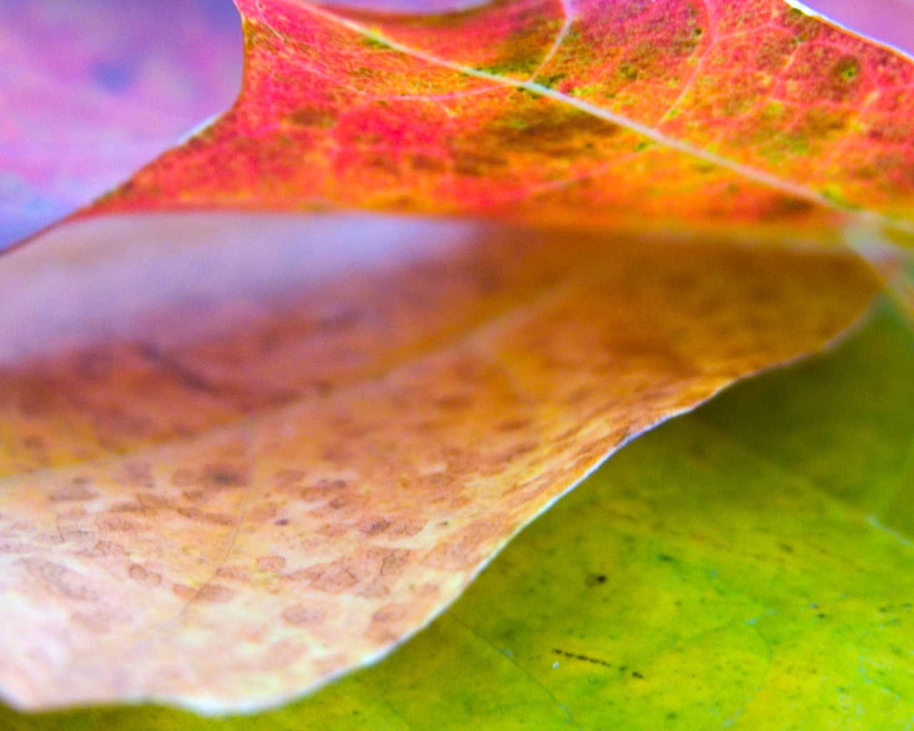 Хороший лист