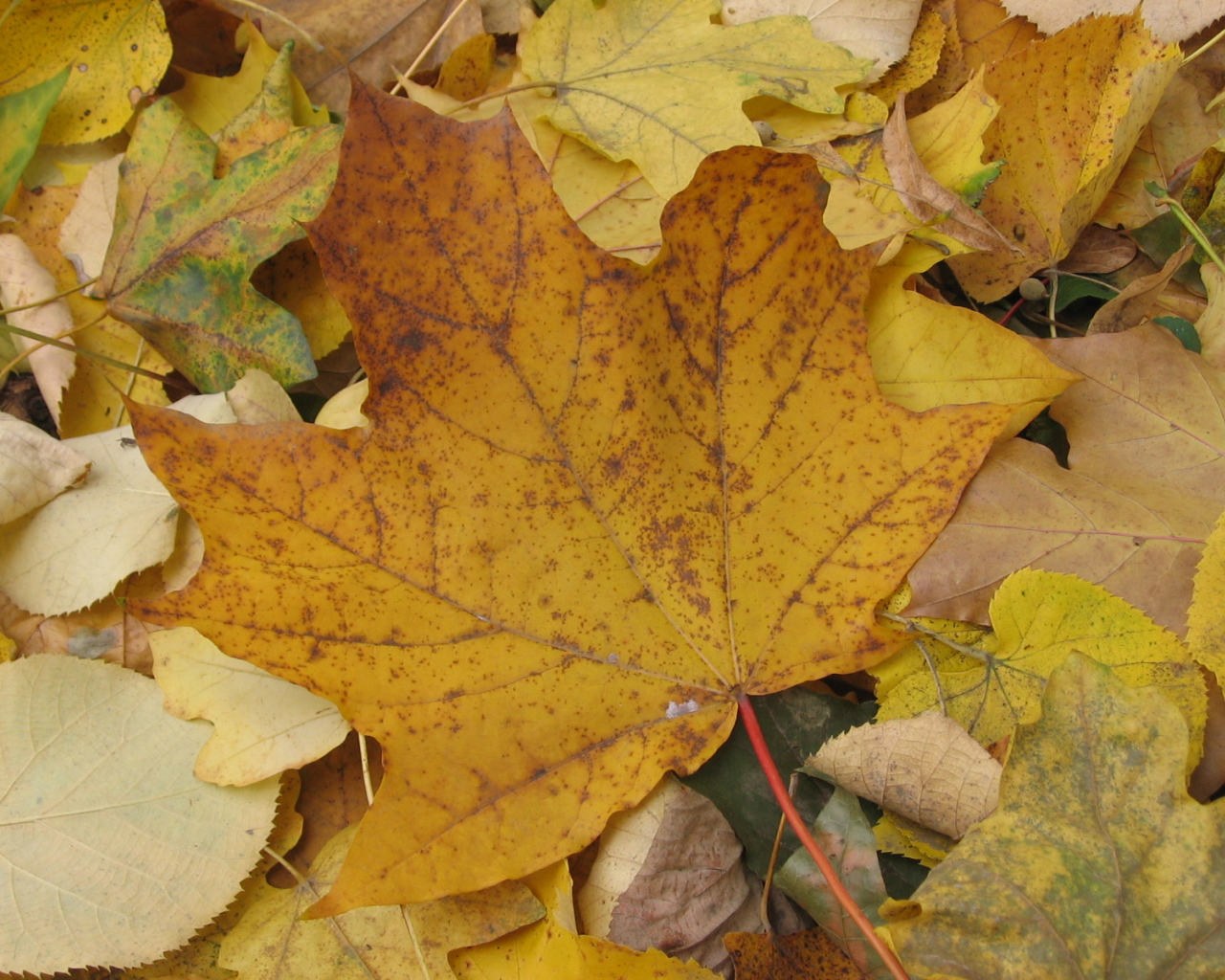 Старый Осенний лист