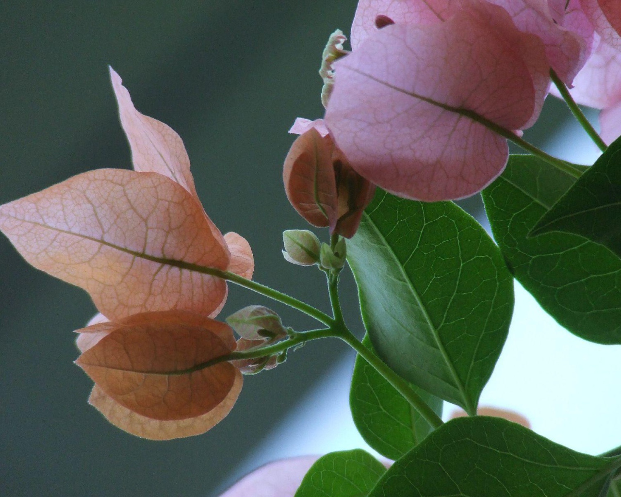 Розовый зеленый цвет