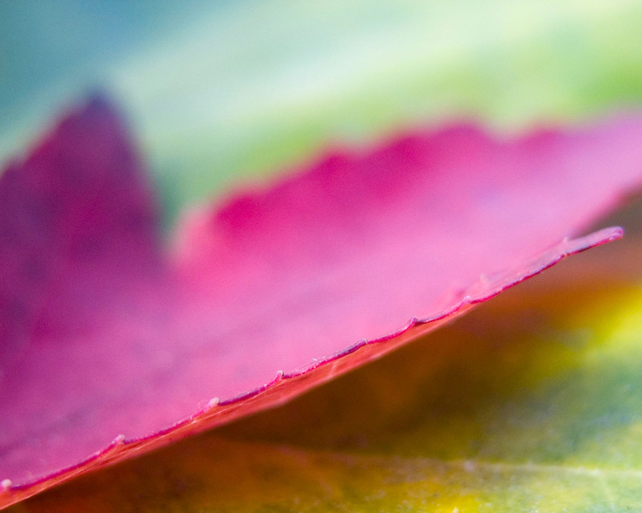 Розовый лист