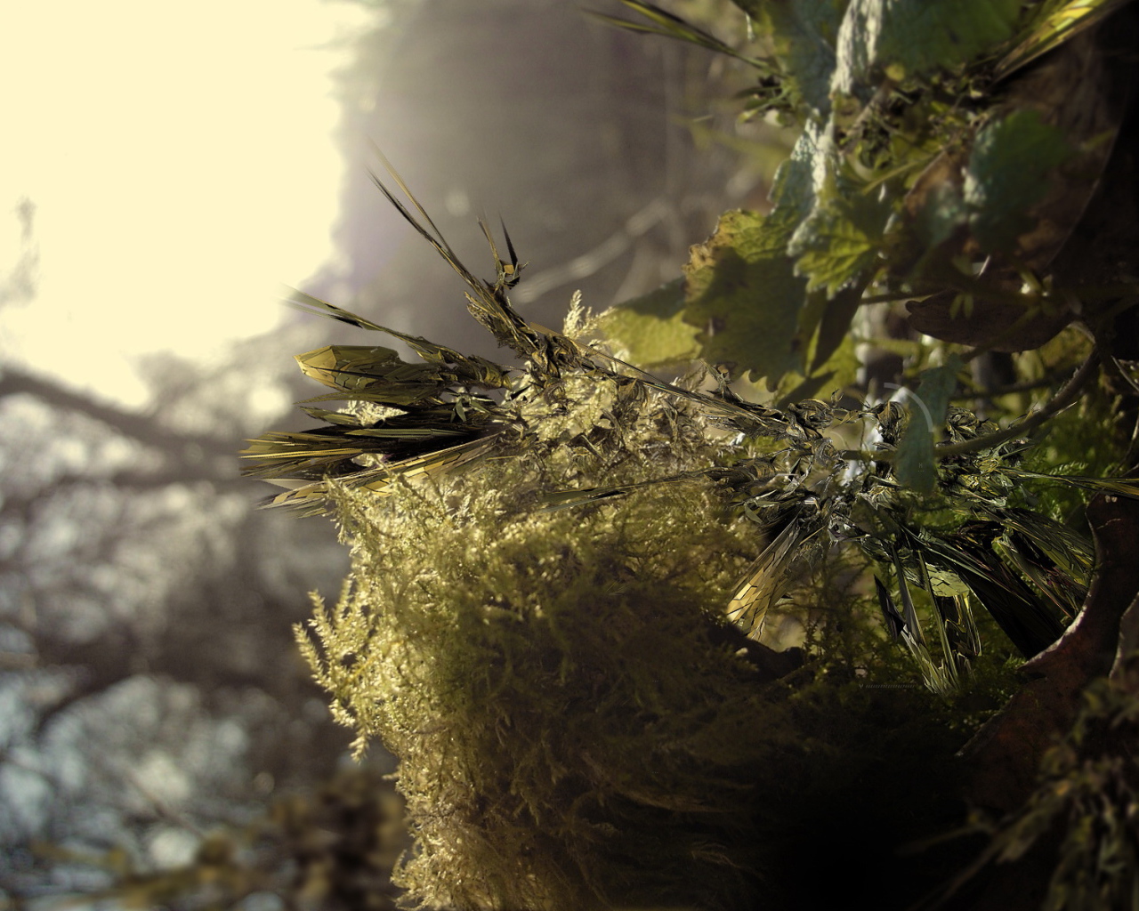 Заостренные листья