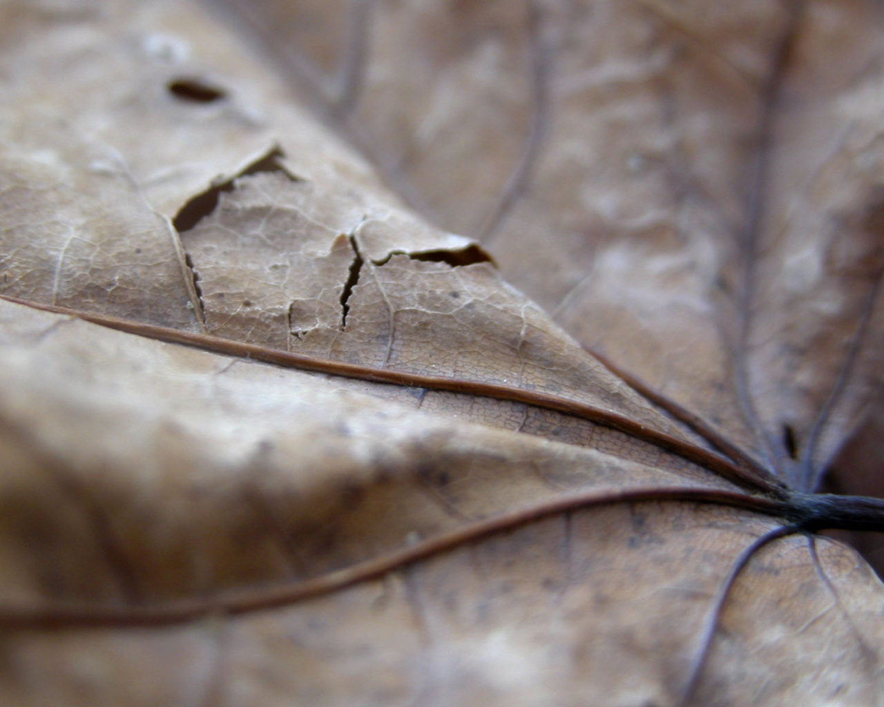 Проколотый коричневый лист