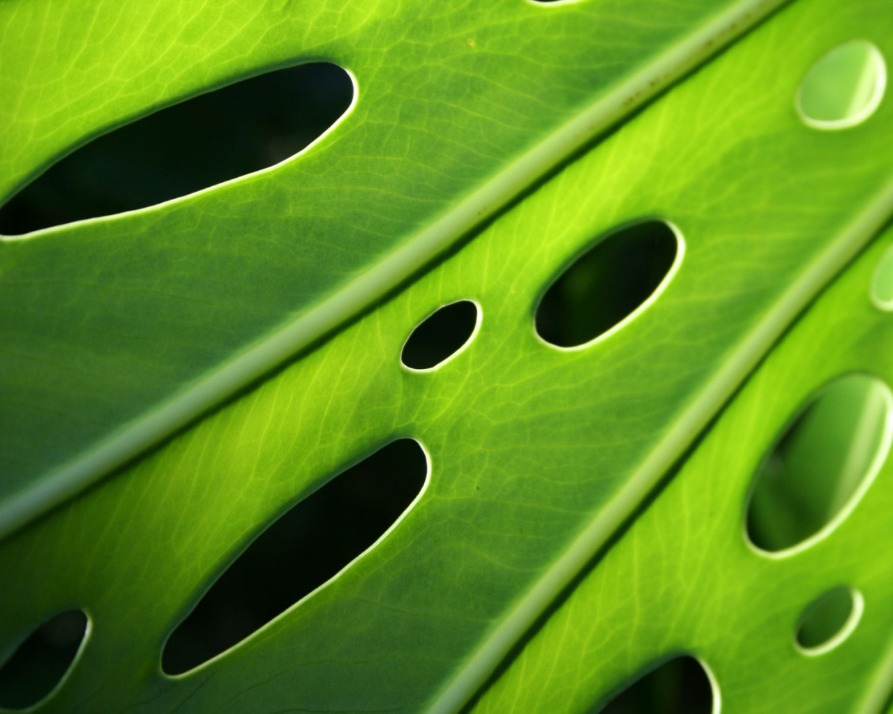 Проколотый лист