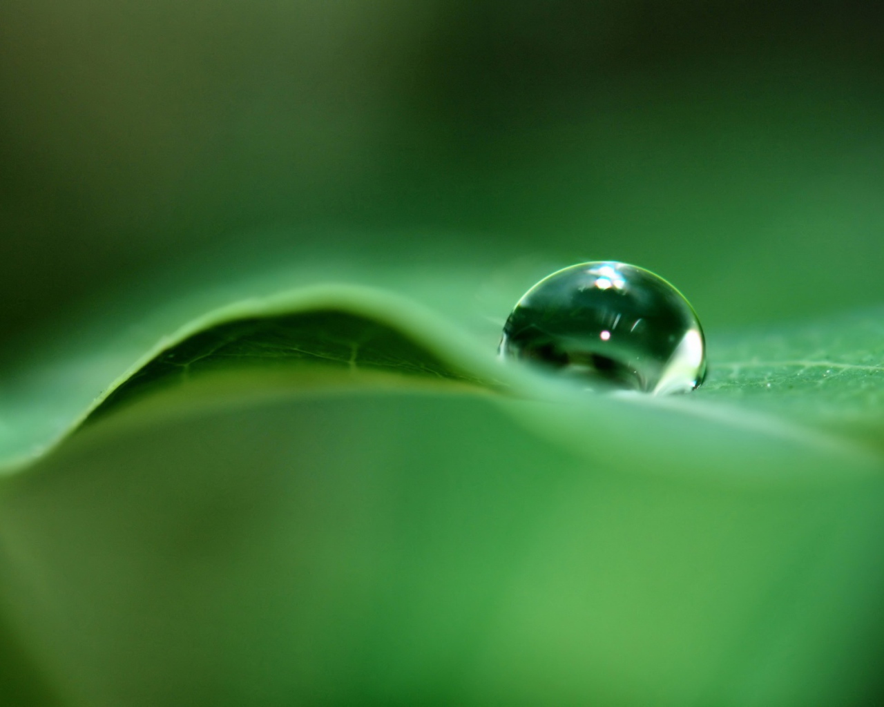 Капля дождя на листке