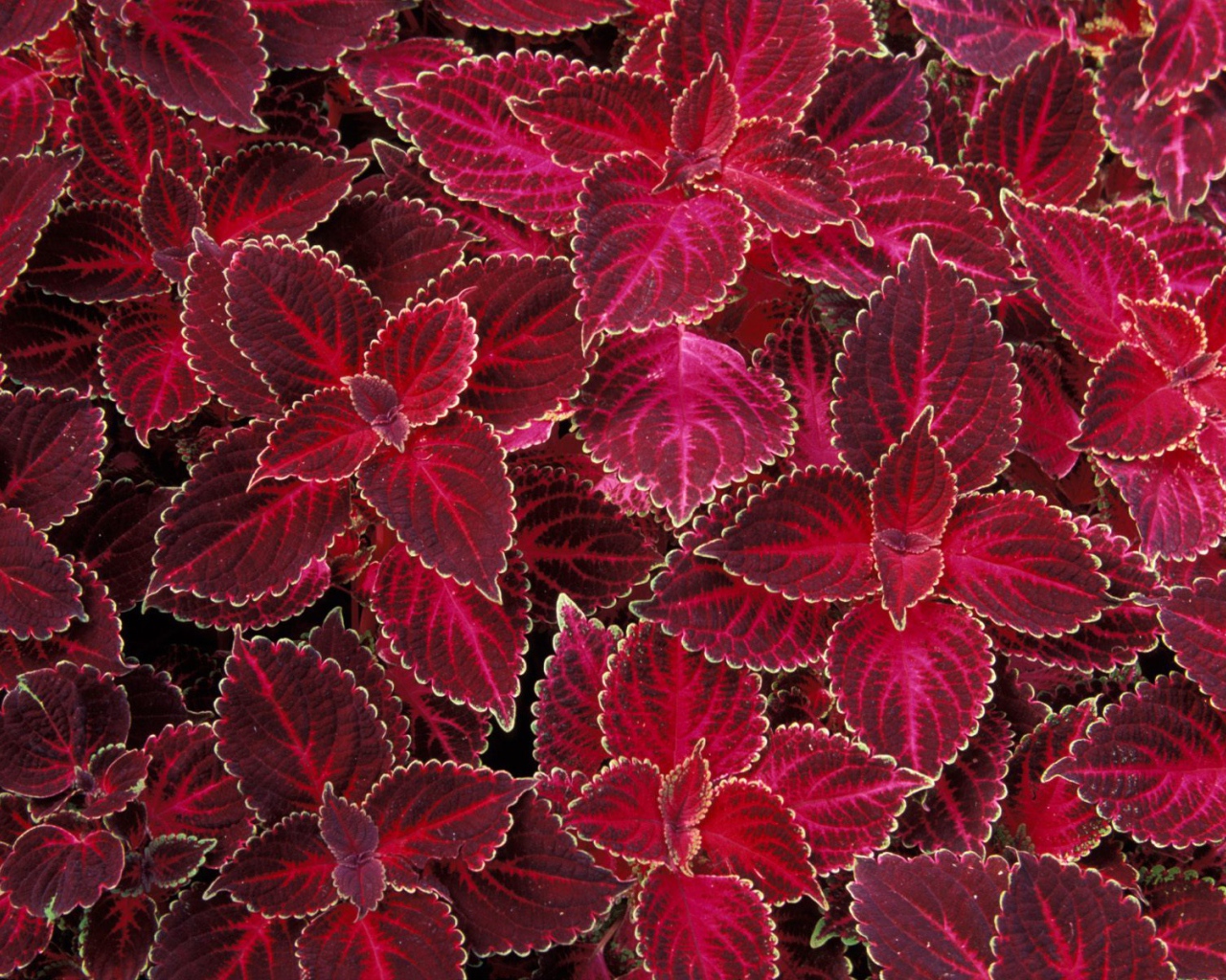 Красная крапива