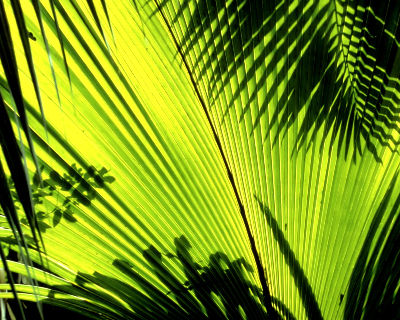 Тени листьев