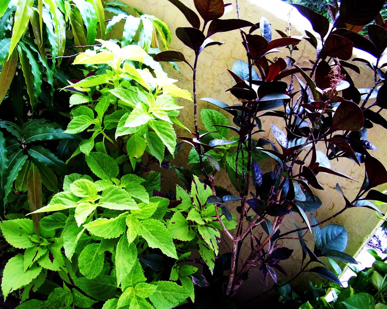 Три растения