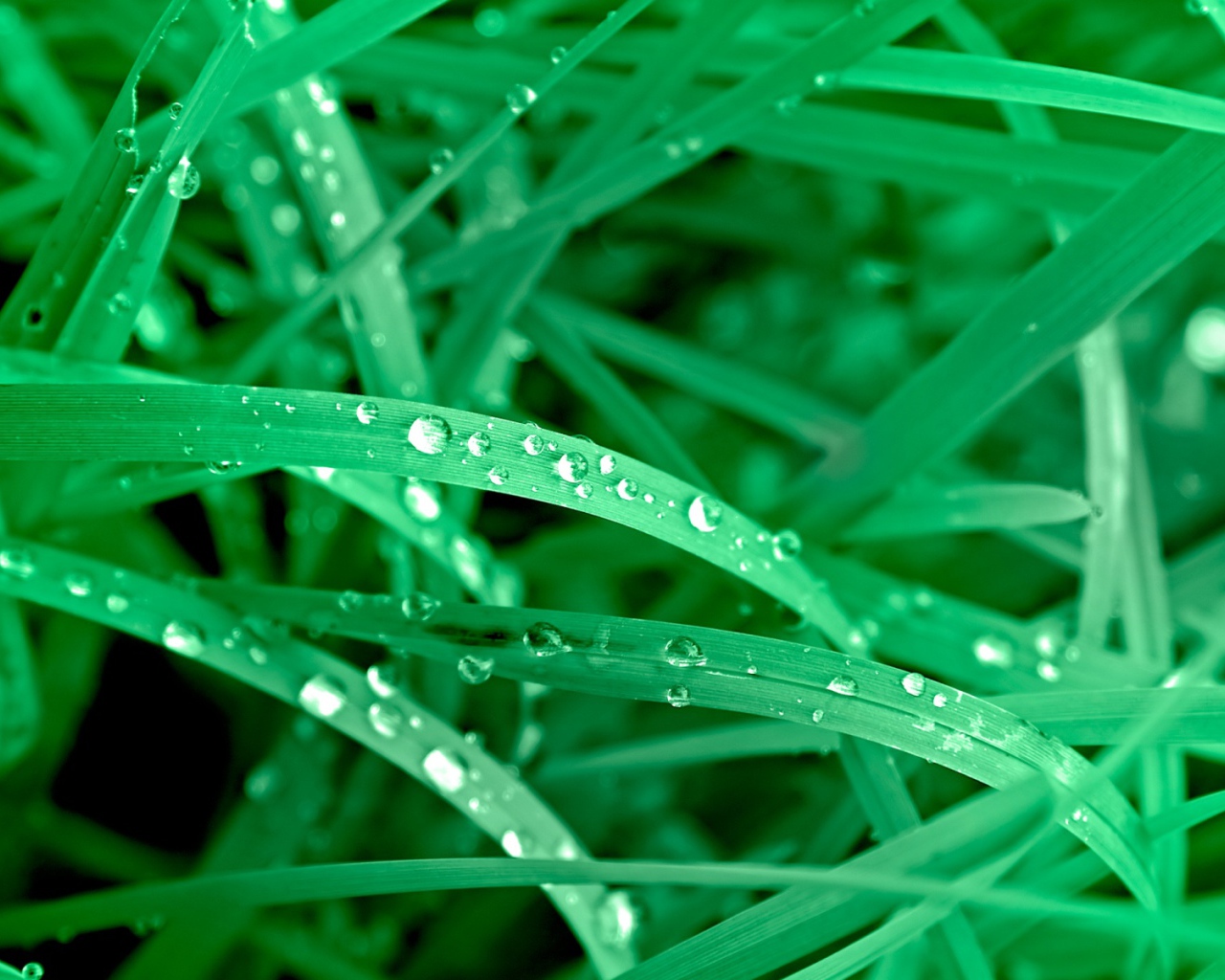 Яркие зеленые листья