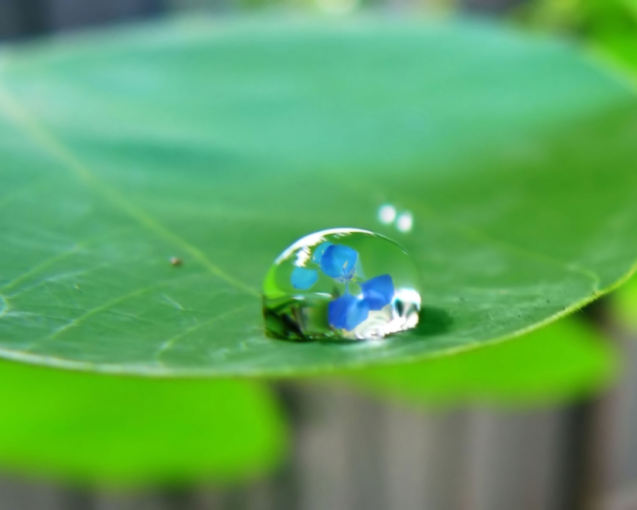 Водяная капелька на зеленом листе