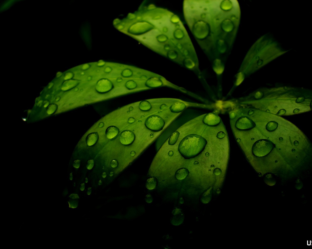Вода на моих листьях