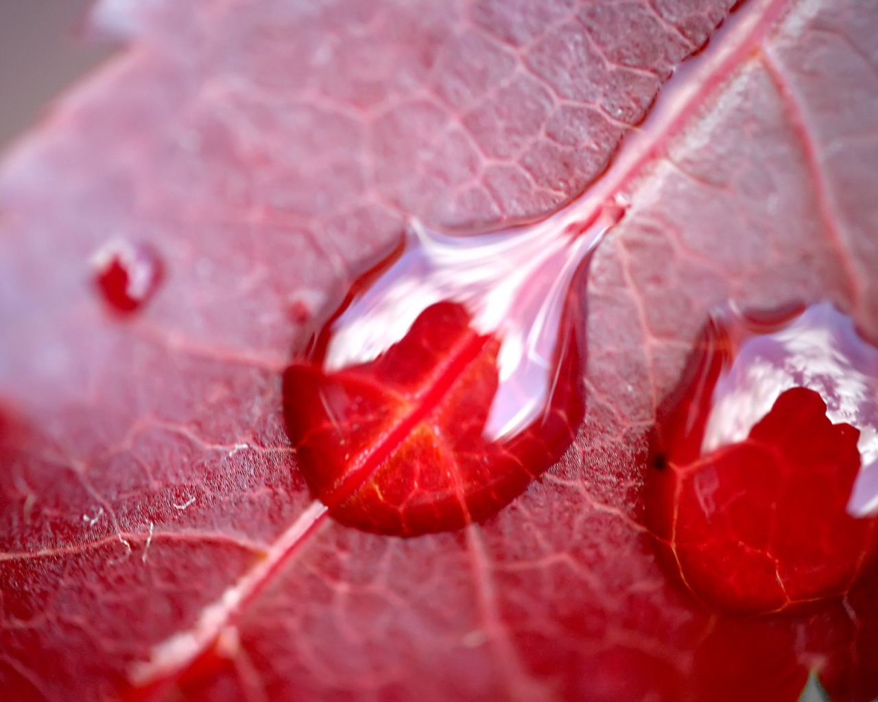 Вода на красном листе