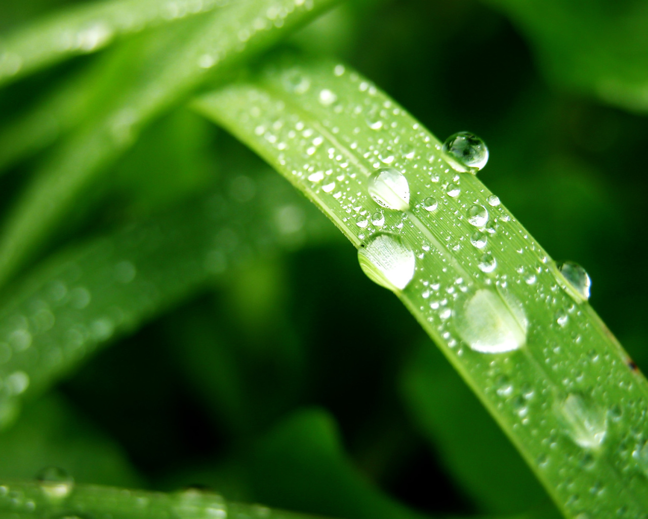 Влажный лист