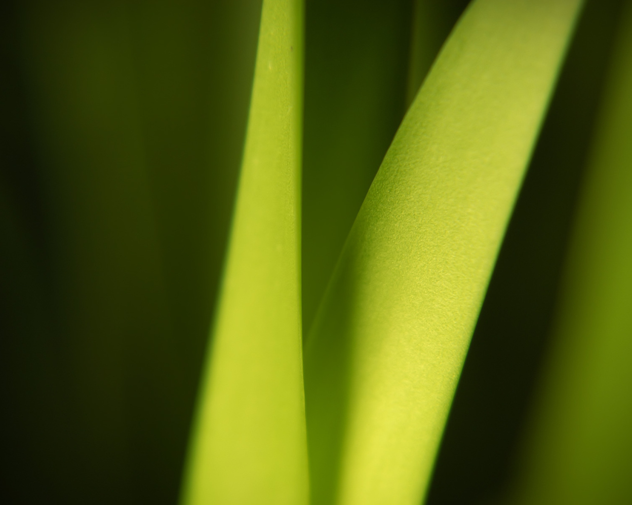 Широкий Светло-зеленый лист