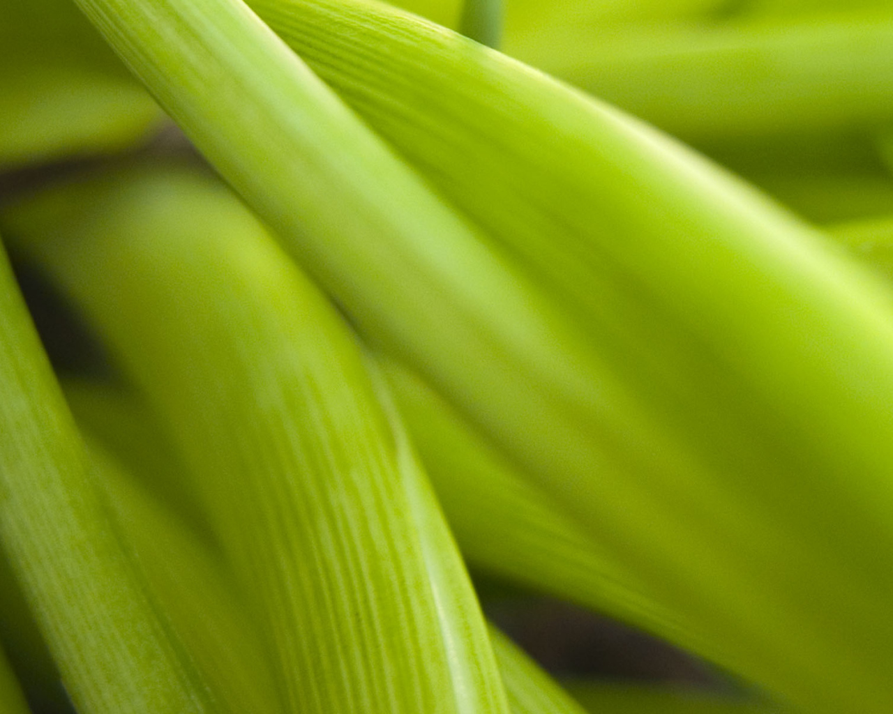 Широкие Светло-зеленые листья