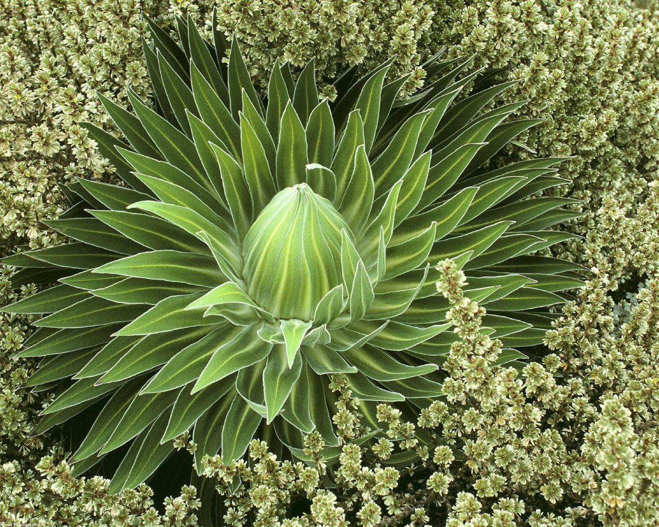 Дикое сочное растение