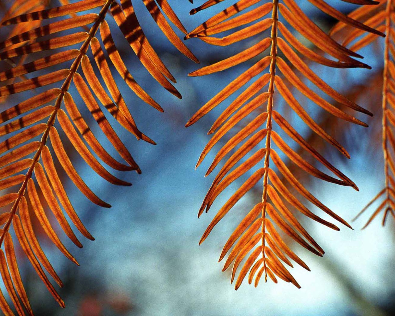 Осенние листья на ветру