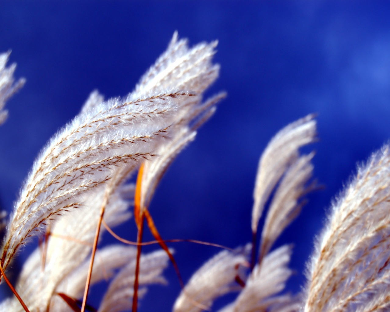 Прикасновение ветра