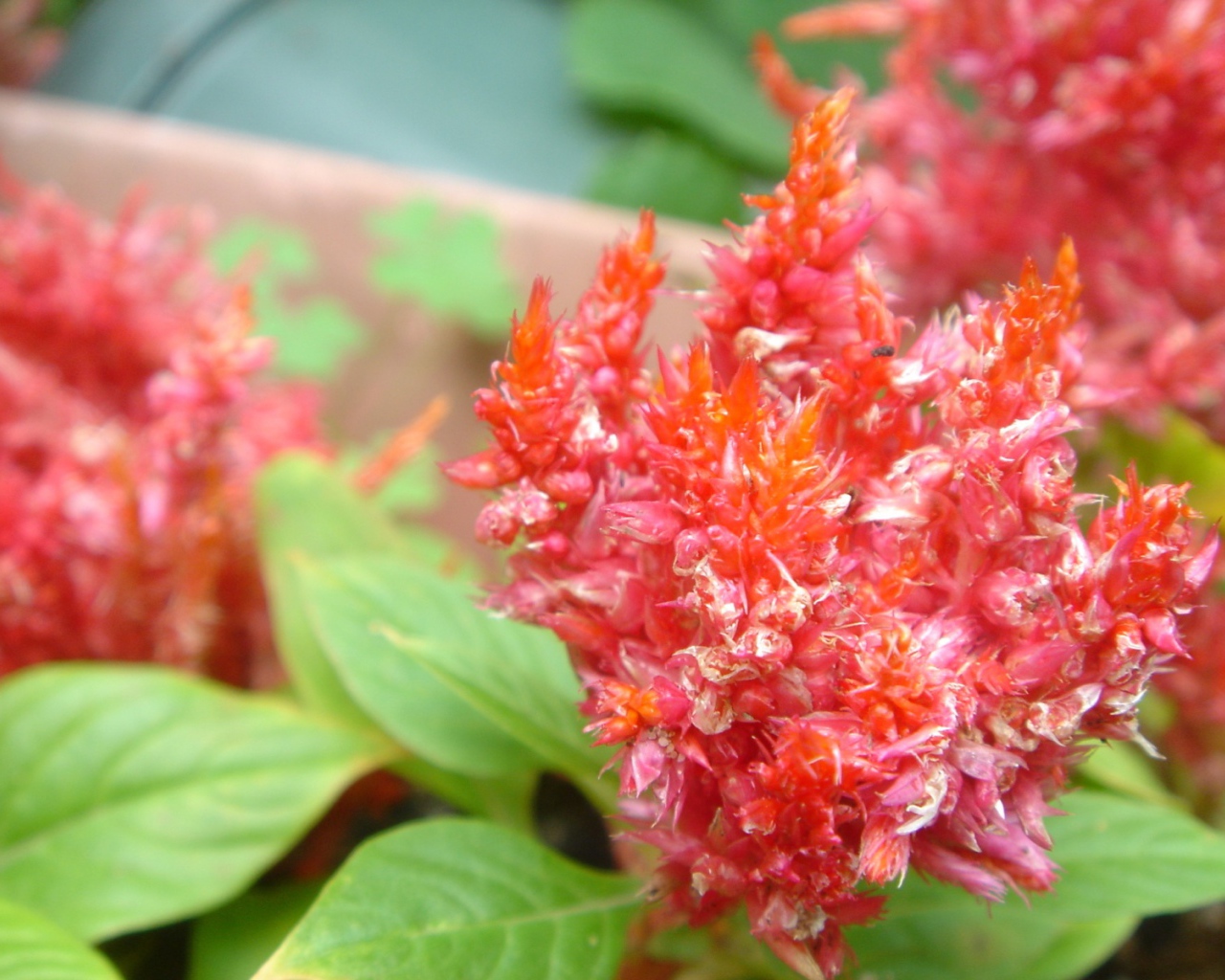 красный цветок