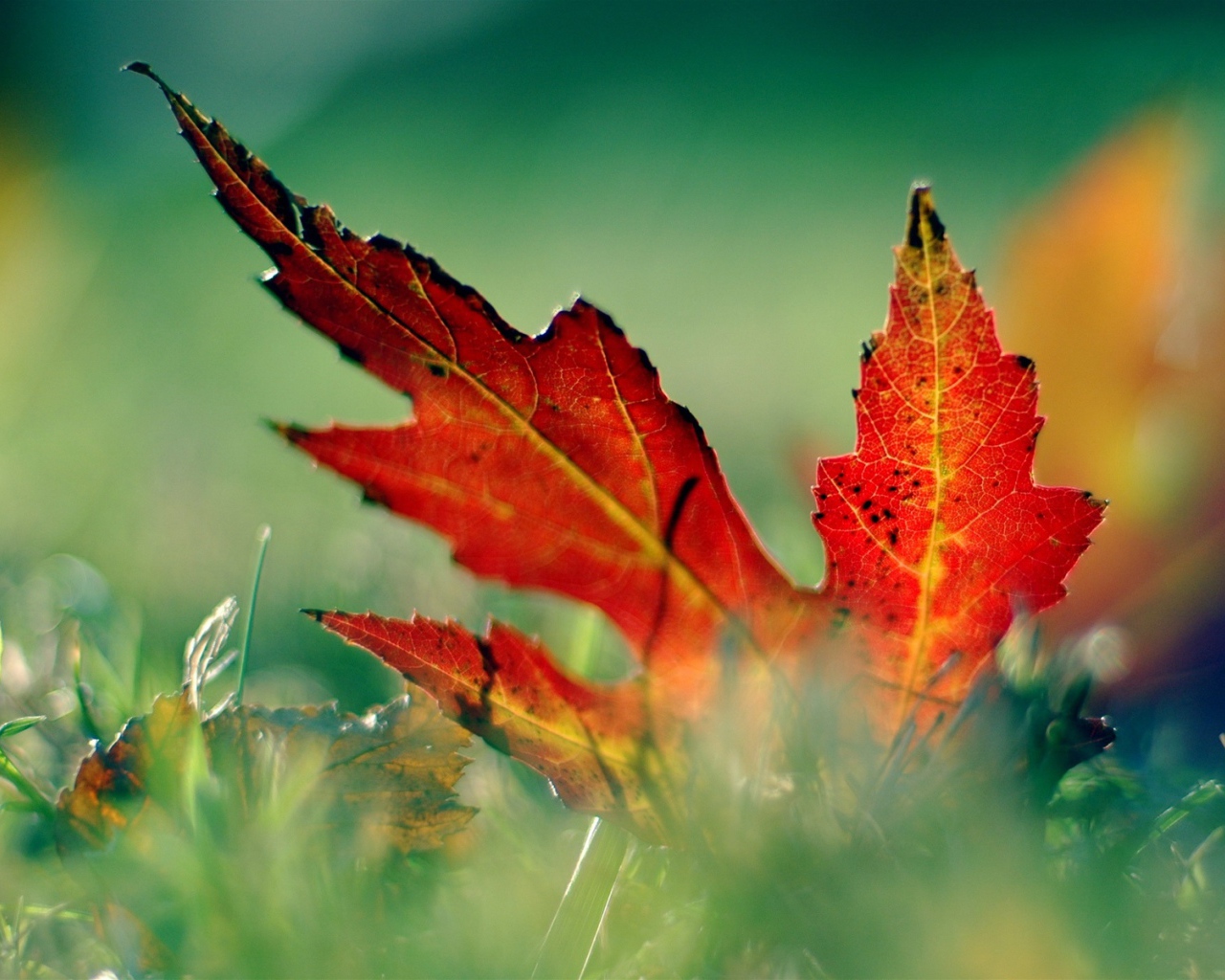 красный лист в траве