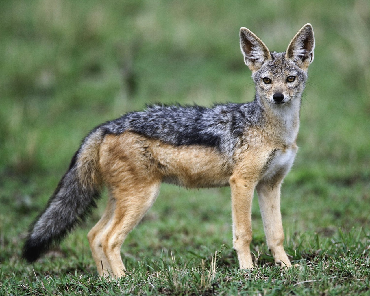 Взрослый Чернобокий Шакал / Masai Mara / Кения / Африка