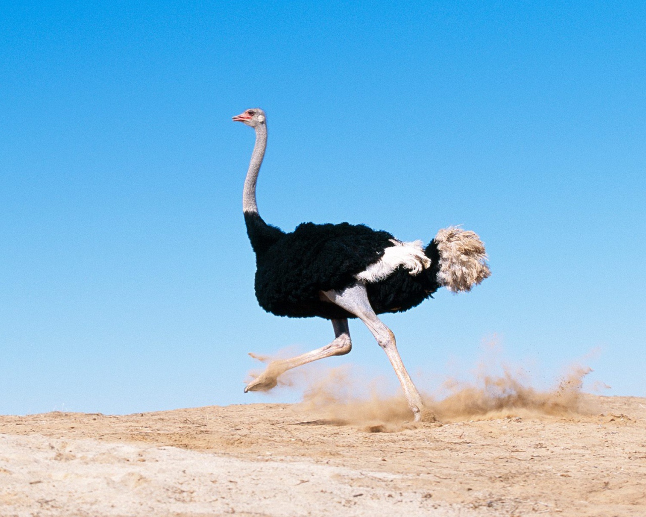 Черный Крылатый Страус / Африка