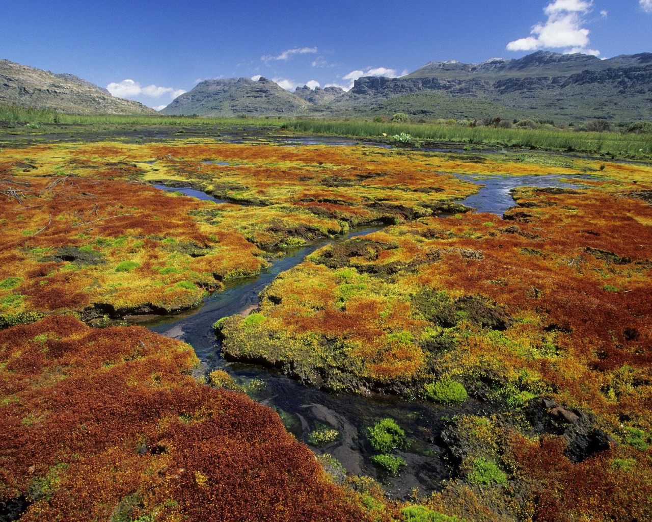 Красочные Мхи / Область Дикой местности Cedarberg / Северный Мыс / Южная Африка