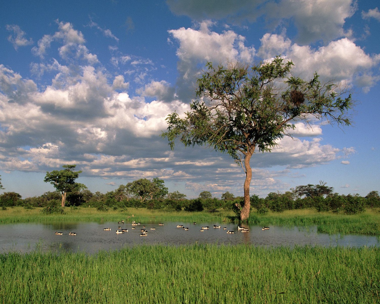 Утки Гребенки на Озере / Savute Chobe Национальный Парк / Ботсвана / Африка