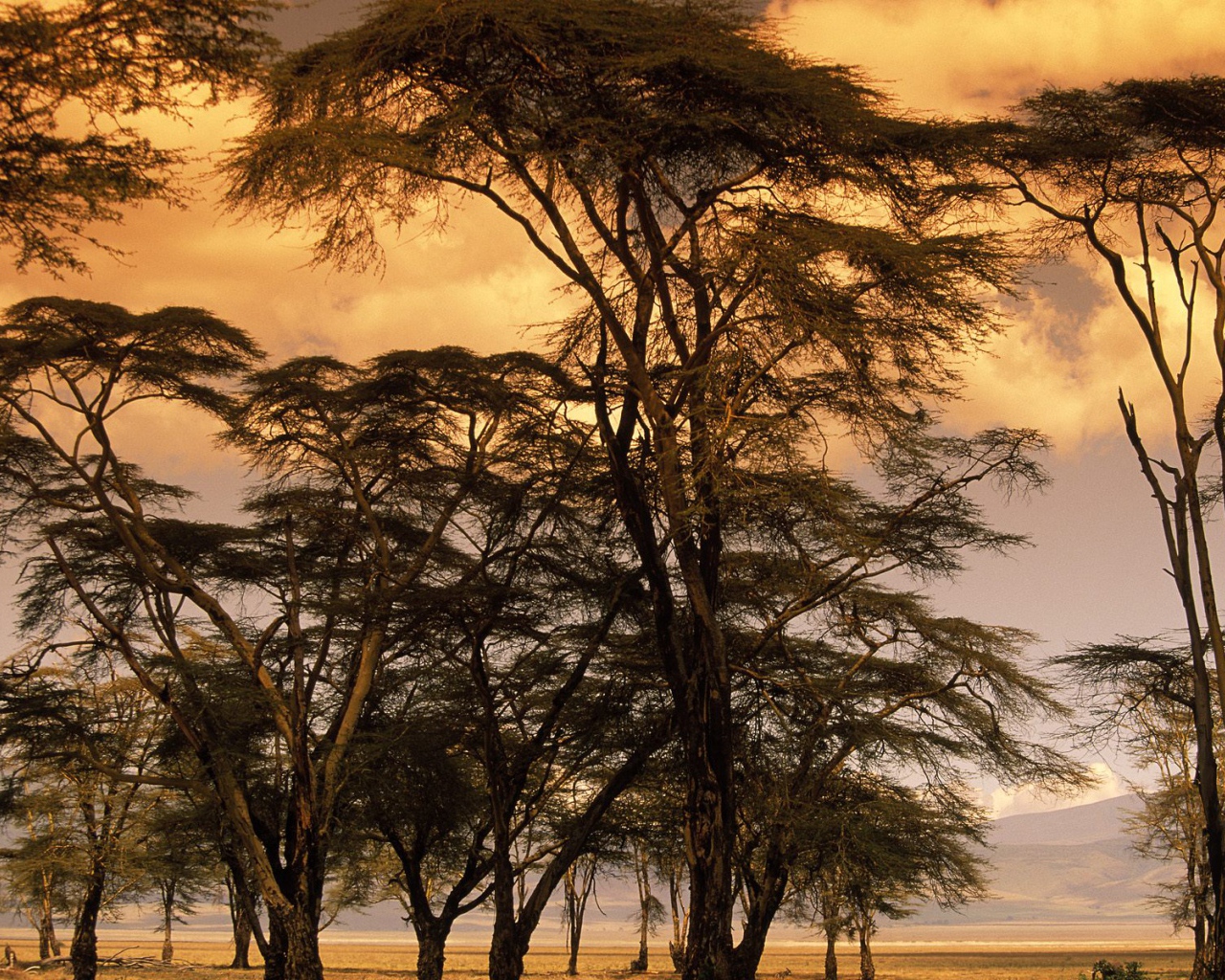 Деревья Лихорадки на Закате / Африка