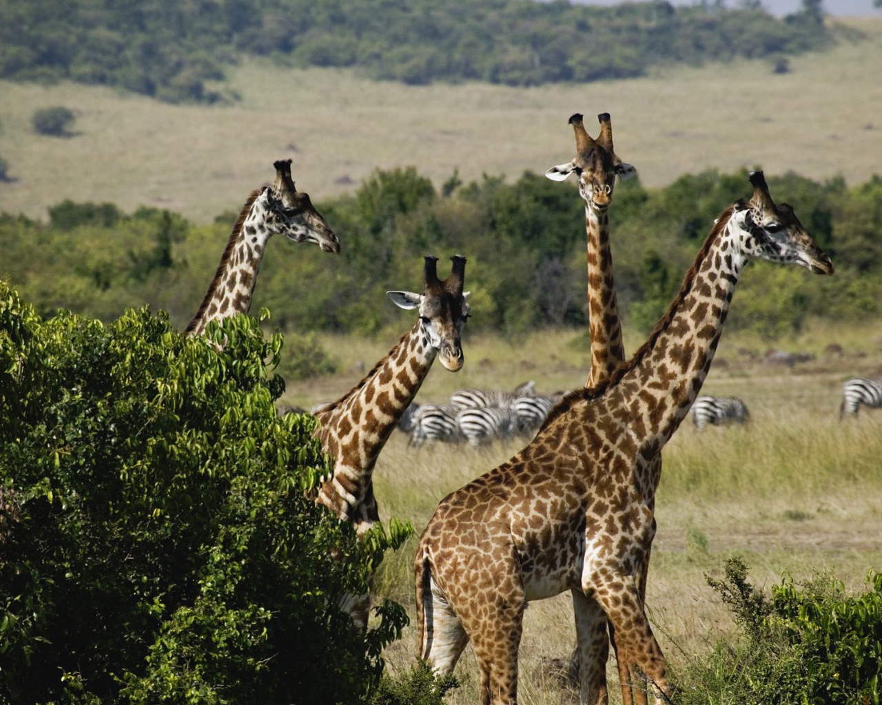 Жирафы / Охота в Масаи Мара / Кения / Африка