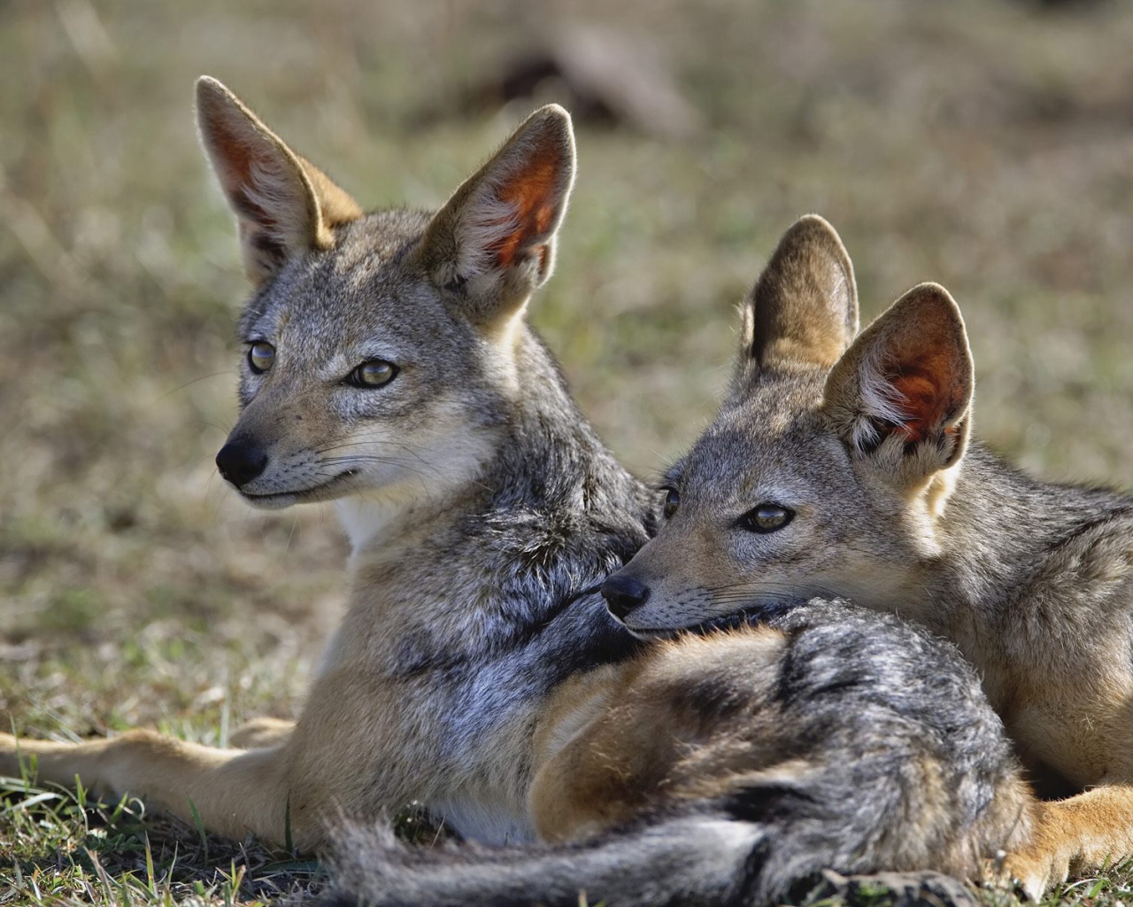 Шакалы / Кения / Африка