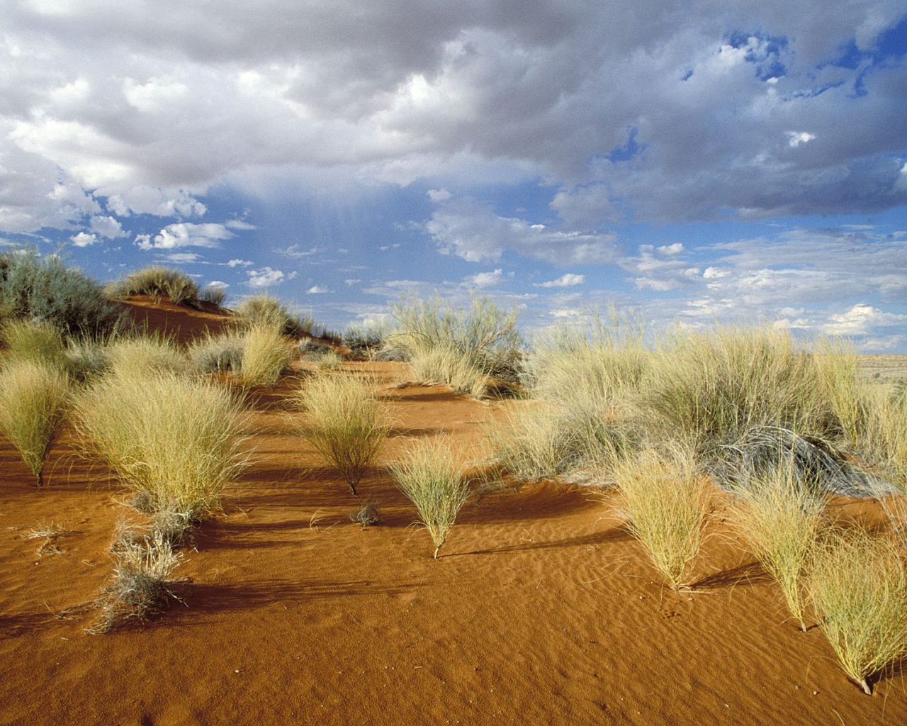 Kgalagadi Зарубежный Парк / Южная Африка