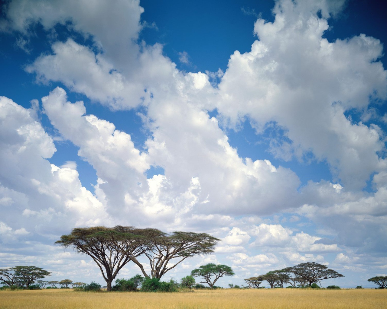 Masai Mara / Кения / Африка