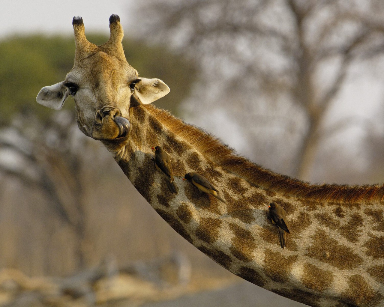 Любопытный Жираф / Африка