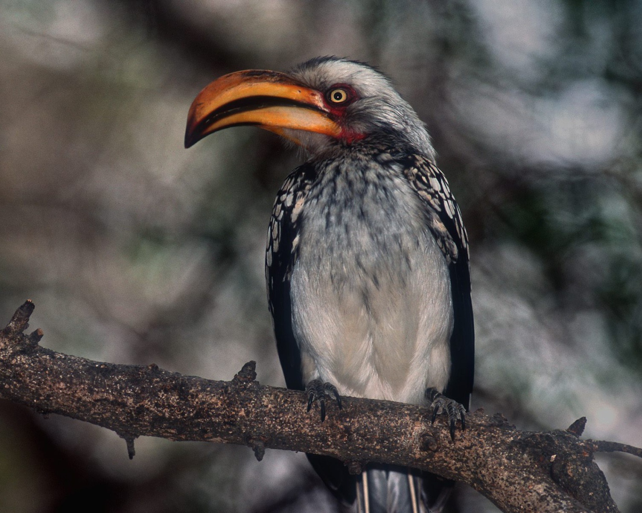 Гордая Птица - носорог / Парк Kruger / Южная Африка